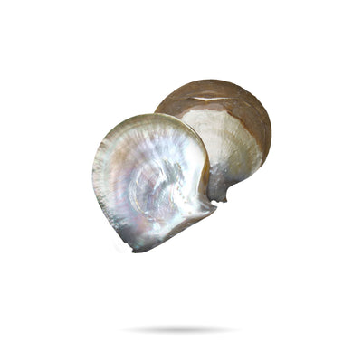 母貝