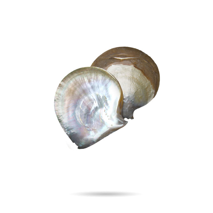 母貝